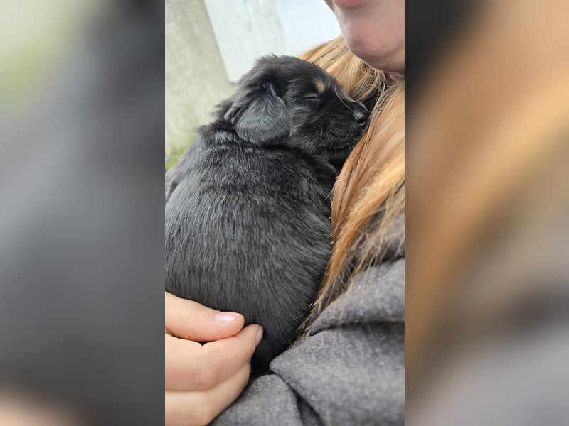 Hovawartwelpen suchen ein zu Hause