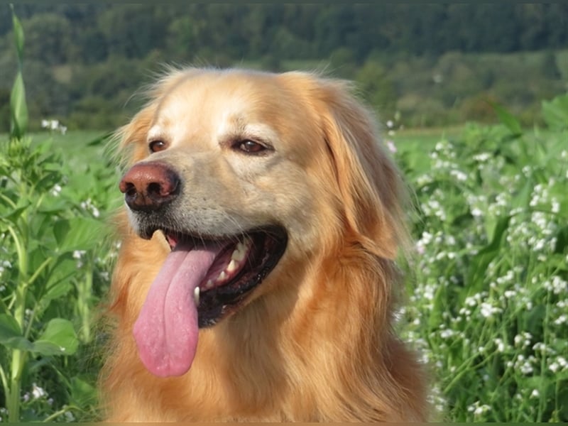 Hovawart Deckrüde HANNES