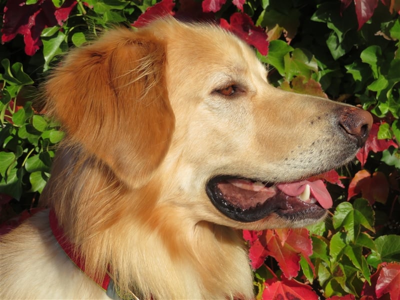 Hovawart Deckrüde HANNES