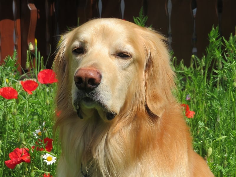 Hovawart Deckrüde HANNES