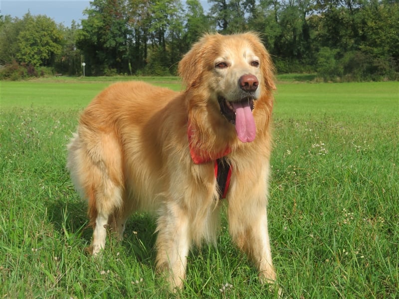 Hovawart Deckrüde HANNES