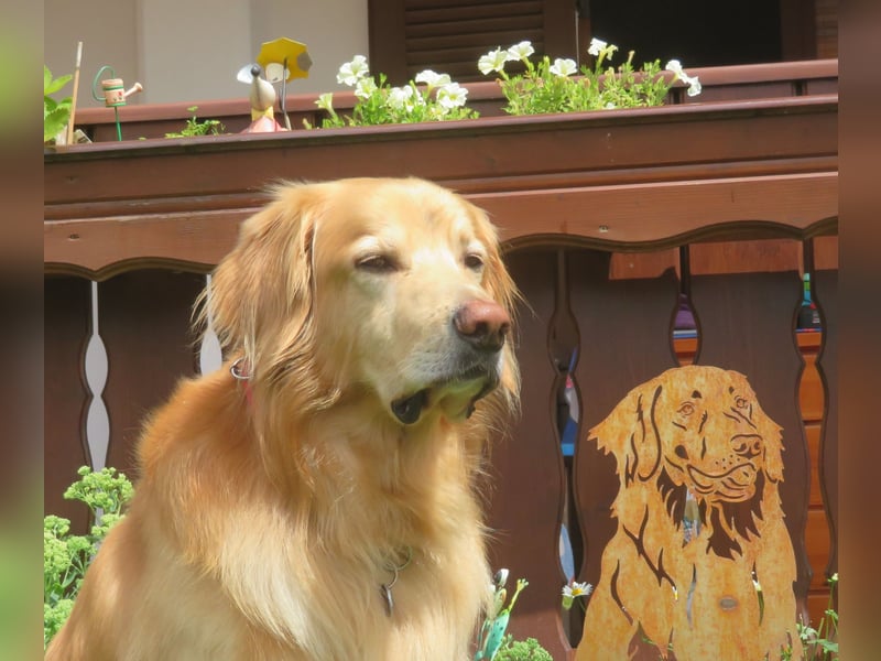 Hovawart Deckrüde HANNES