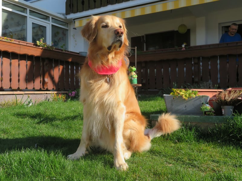 Hovawart Deckrüde HANNES