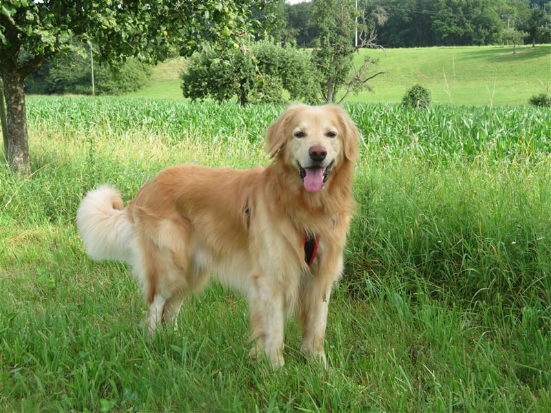 Hovawart Deckrüde HANNES