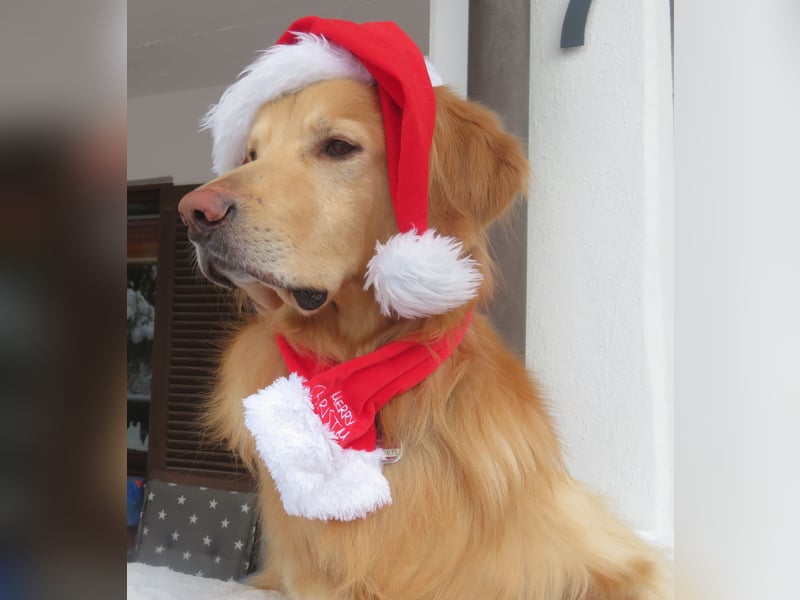 Hovawart Deckrüde HANNES