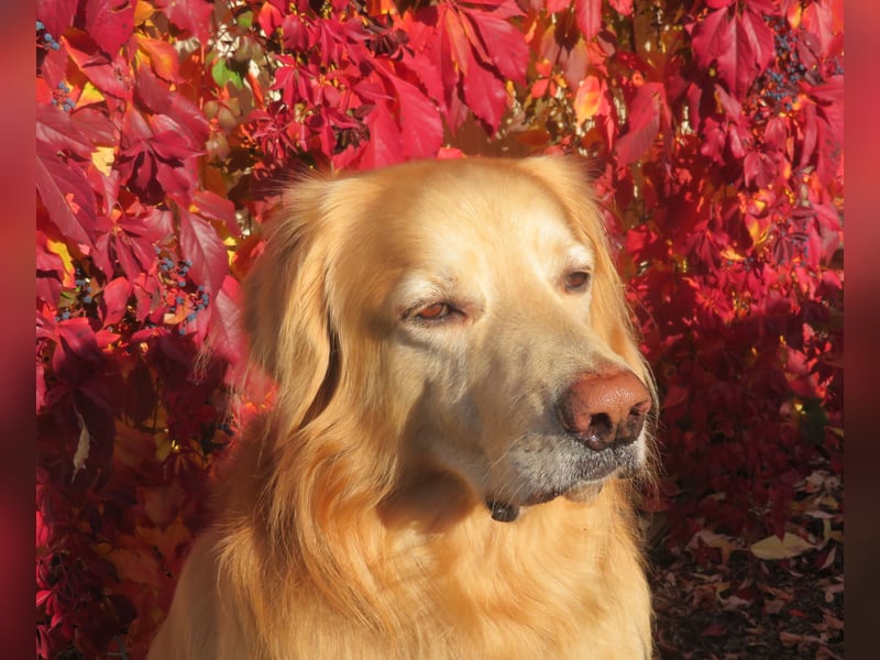 Hovawart Deckrüde HANNES