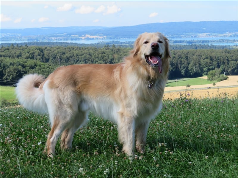 Hovawart Deckrüde HANNES