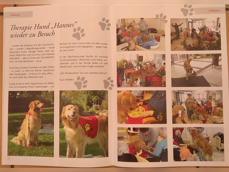 Hovawart Deckrüde HANNES