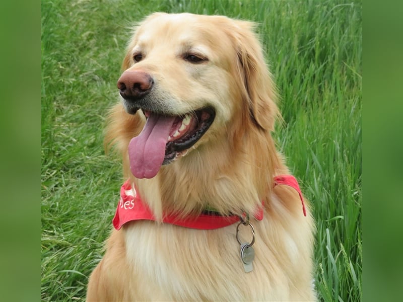 Hovawart Deckrüde HANNES