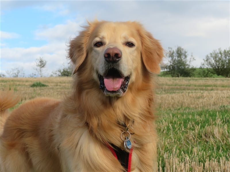 Hovawart Deckrüde HANNES