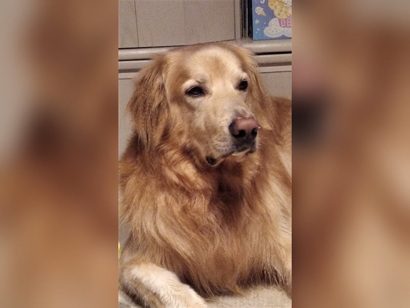 Hovawart Deckrüde HANNES