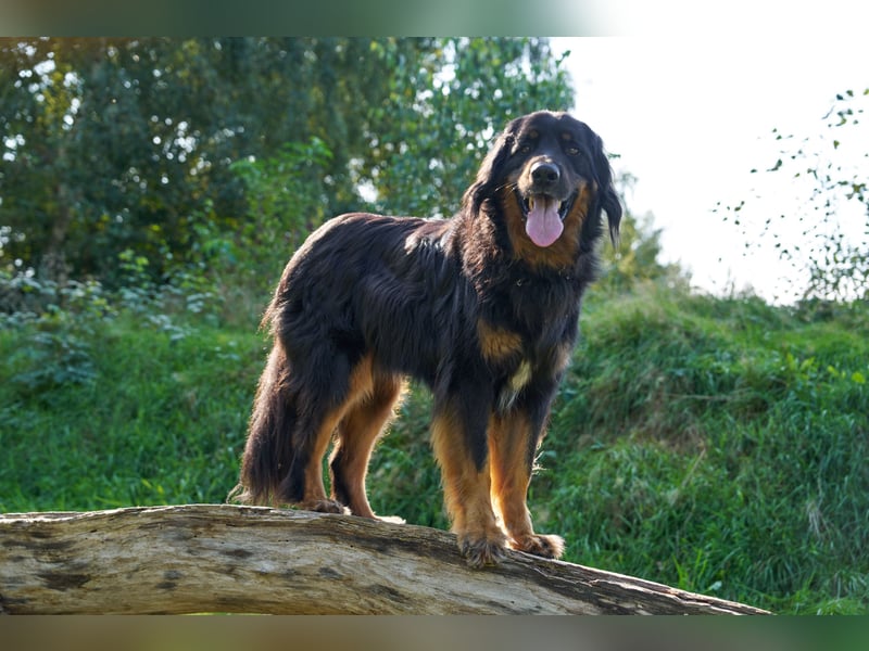 Hoverwart Schwarzmarken