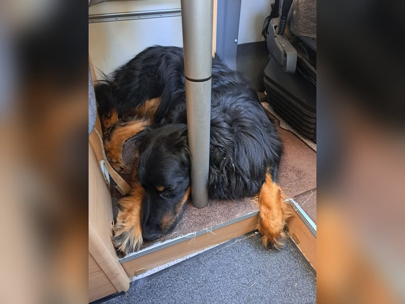 Hoverwart Schwarzmarken