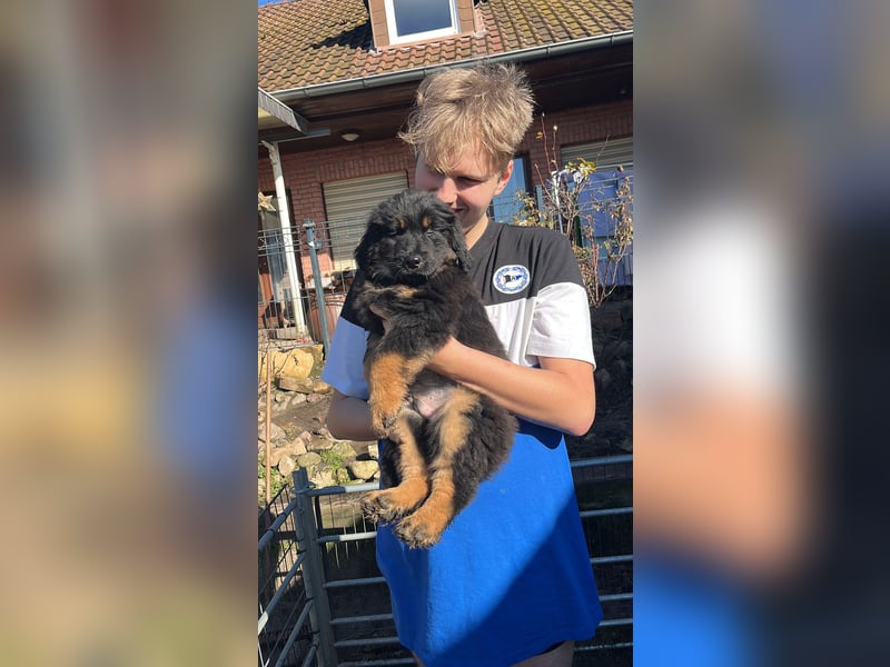 Hovawartwelpen mit Ahnentafel