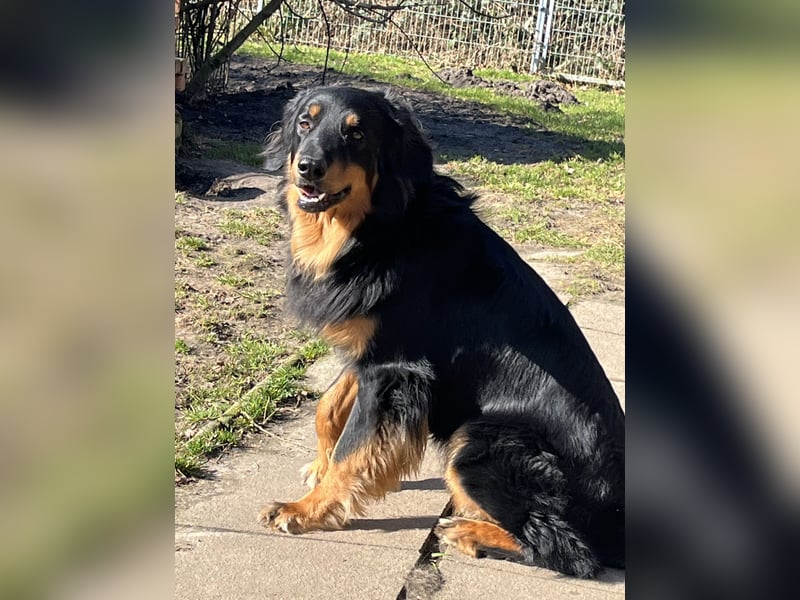 Hovawartwelpen mit Ahnentafel