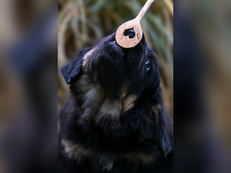 Hovawartwelpen mit Ahnentafel