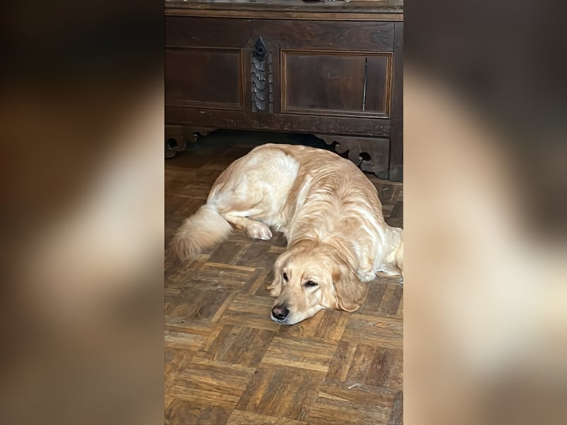 Hovawartwelpen mit Ahnentafel