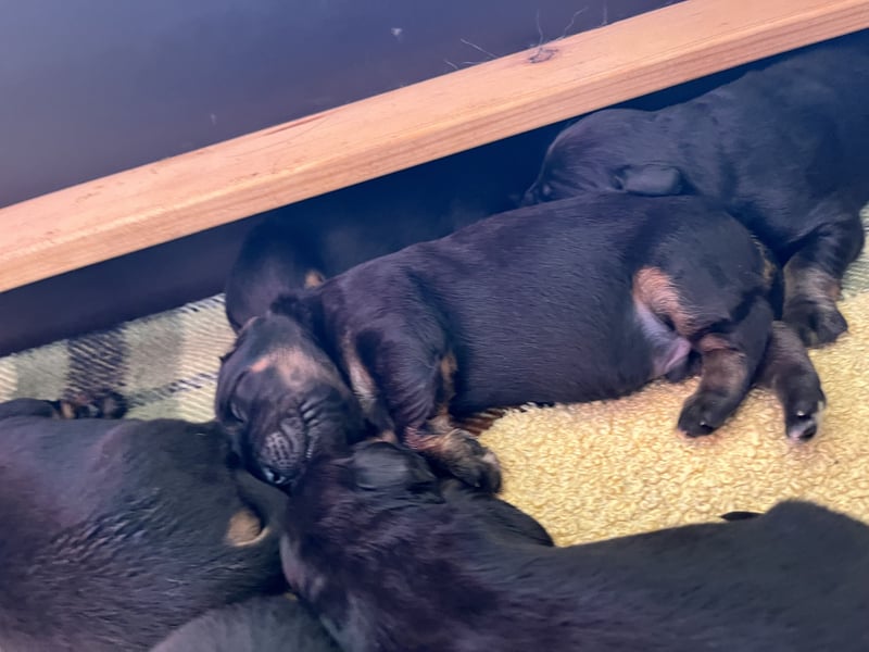 Hovawartwelpen mit Ahnentafel