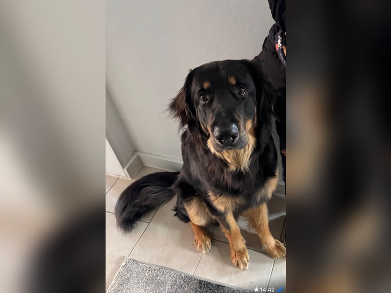 Ein liebevolles, erfahrenes Zuhause für unseren Hovawart-Rüden Mexx gesucht