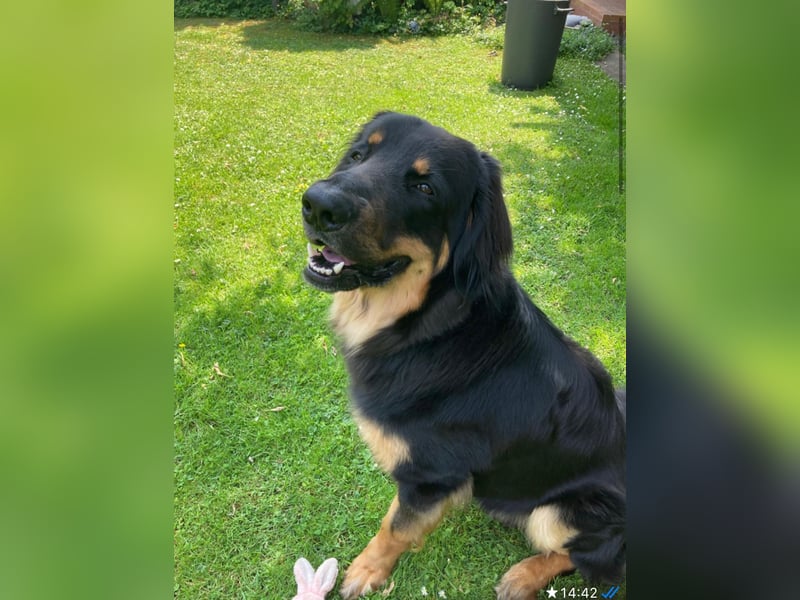 Ein liebevolles, erfahrenes Zuhause für unseren Hovawart-Rüden Mexx gesucht