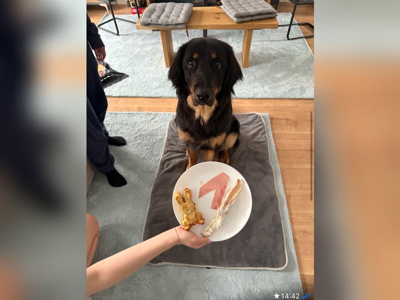 Ein liebevolles, erfahrenes Zuhause für unseren Hovawart-Rüden Mexx gesucht