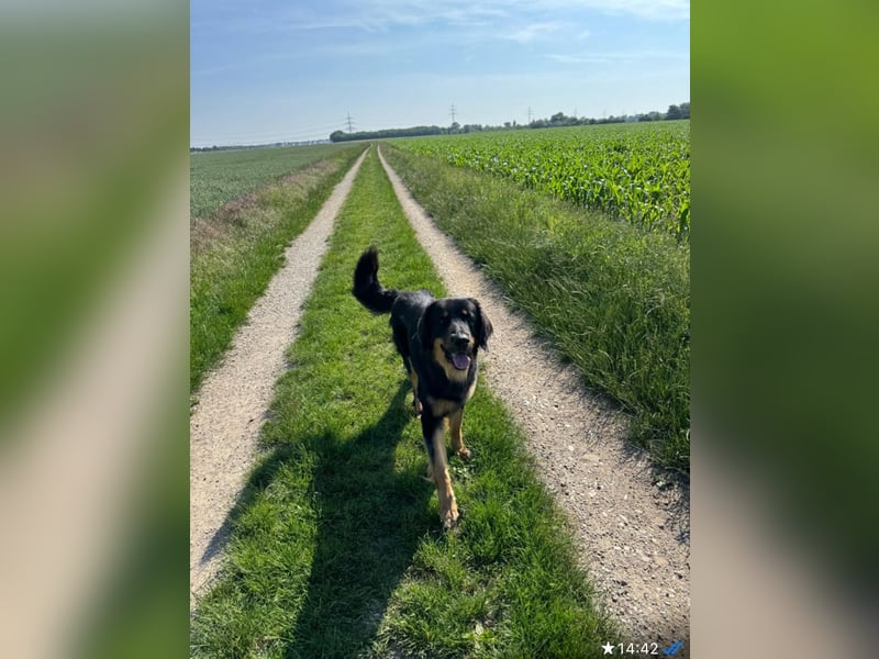 Ein liebevolles, erfahrenes Zuhause für unseren Hovawart-Rüden Mexx gesucht