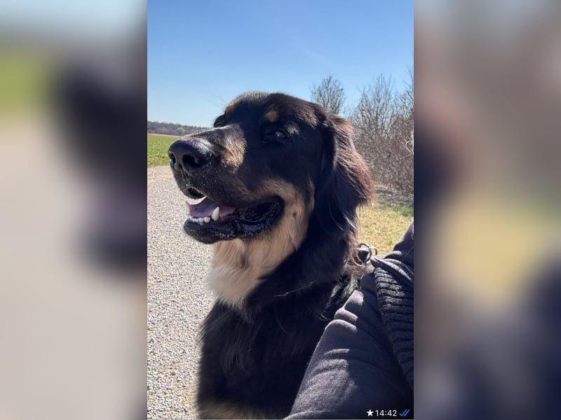 Ein liebevolles, erfahrenes Zuhause für unseren Hovawart-Rüden Mexx gesucht