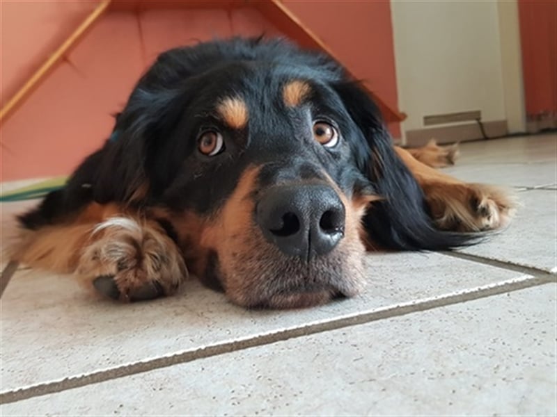 Marlow, su. erfahrenes Zuhause