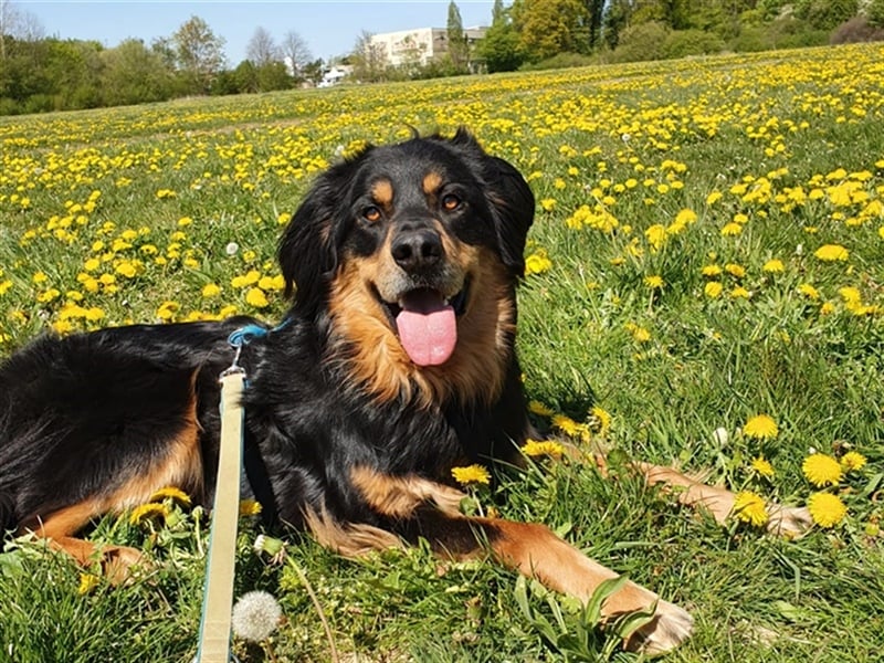 Marlow, su. erfahrenes Zuhause