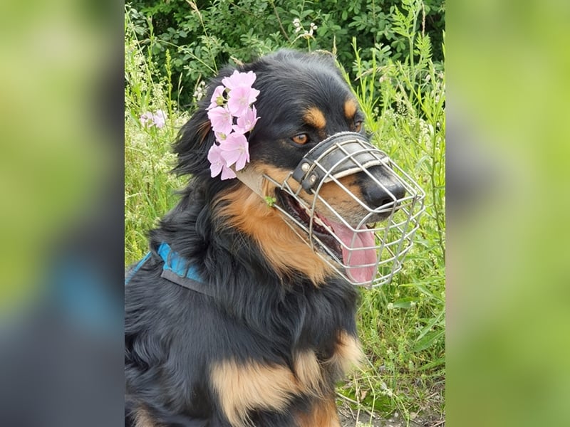 Marlow, su. erfahrenes Zuhause