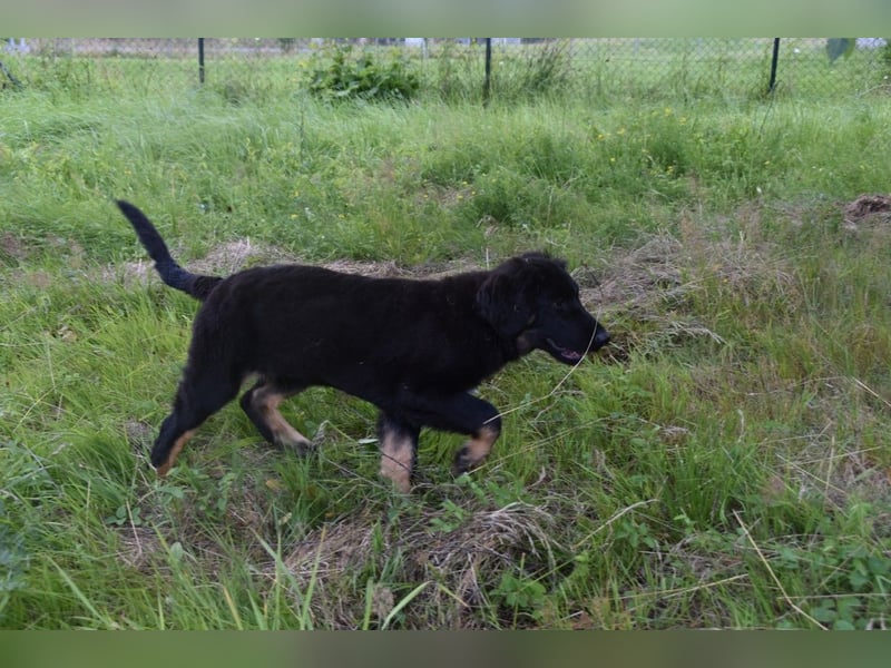 Hovawart Welpe mit Papieren