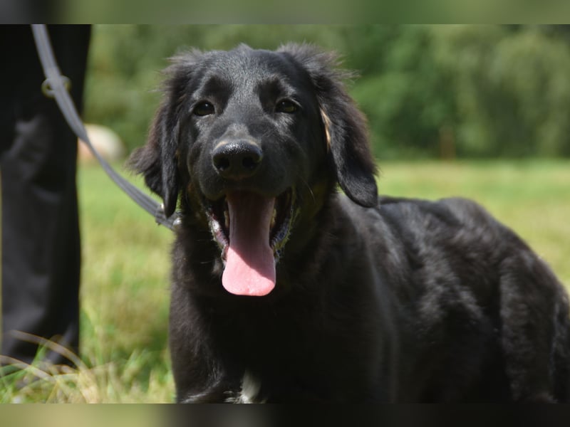 Hovawart Welpe mit Papieren - vier Monate alt