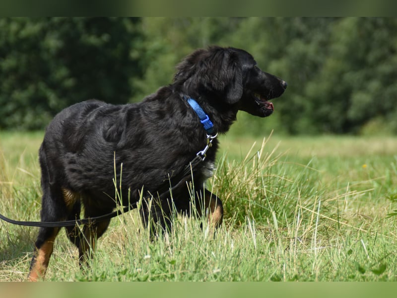 Hovawart Welpe mit Papieren - vier Monate alt