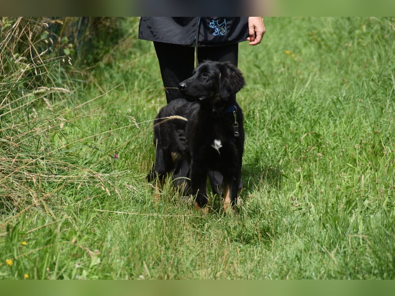 Hovawart Welpe mit Papieren - vier Monate alt