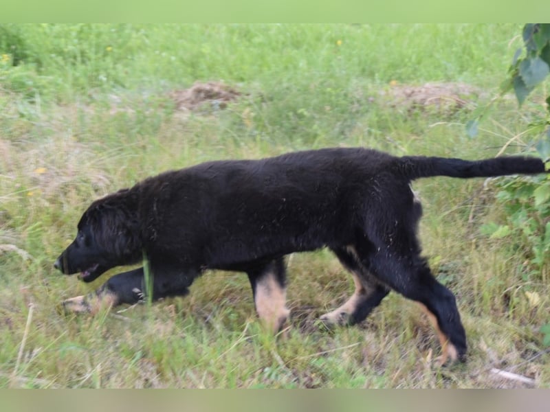 Hovawart Welpe mit Papieren