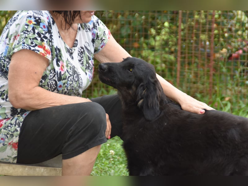 Hovawart Welpe mit Papieren - vier Monate alt