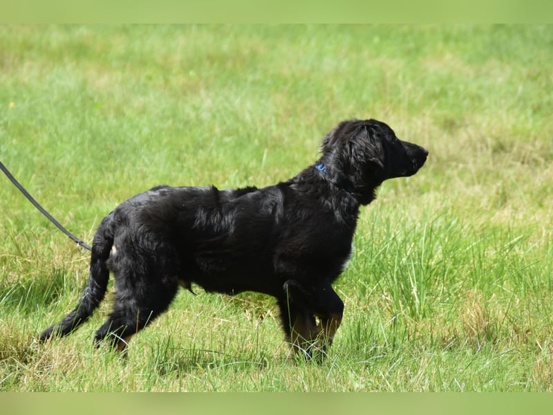 Hovawart Welpe mit Papieren - vier Monate alt