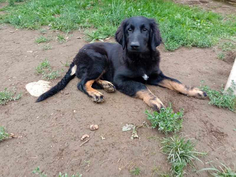 Hovawart Welpe mit Papieren