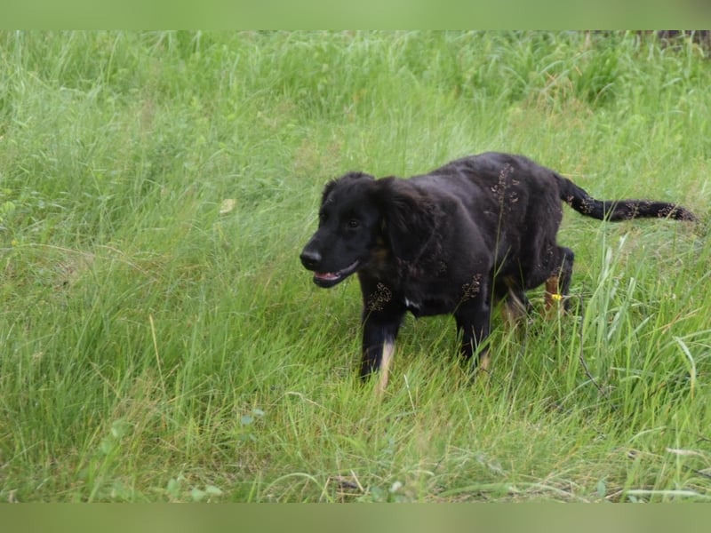 Hovawart Welpe mit Papieren