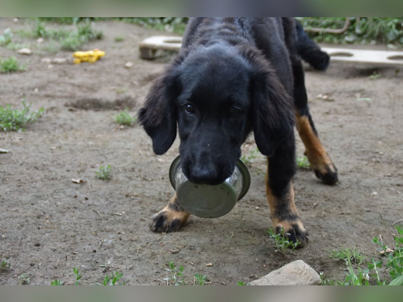 Hovawart Welpe mit Papieren - vier Monate alt