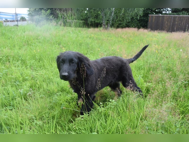 Hovawart Welpe mit Papieren