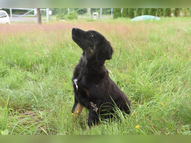 Hovawart Welpe mit Papieren