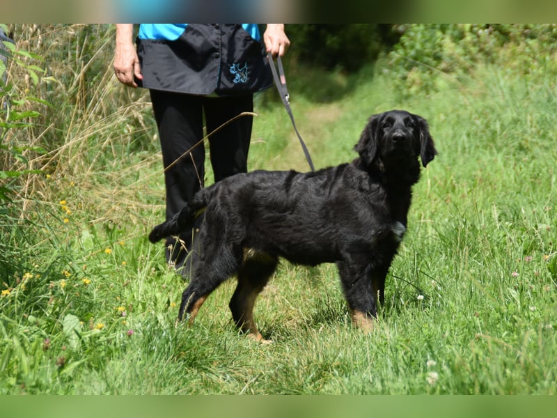 Hovawart Welpe mit Papieren - vier Monate alt