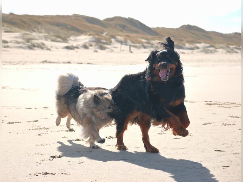 Hovawart, 5 Jahre alt, aus Krankheitsgründen abzugeben