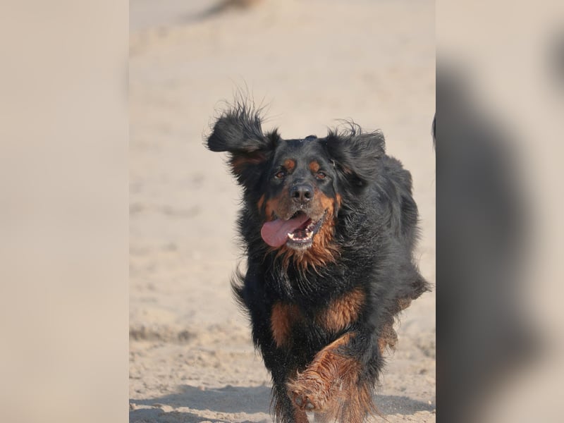 Hovawart, 5 Jahre alt, aus Krankheitsgründen abzugeben