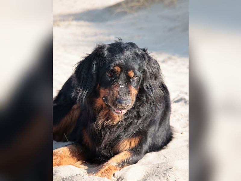 Hovawart, 5 Jahre alt, aus Krankheitsgründen abzugeben