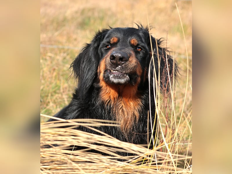 Hovawart, 5 Jahre alt, aus Krankheitsgründen abzugeben