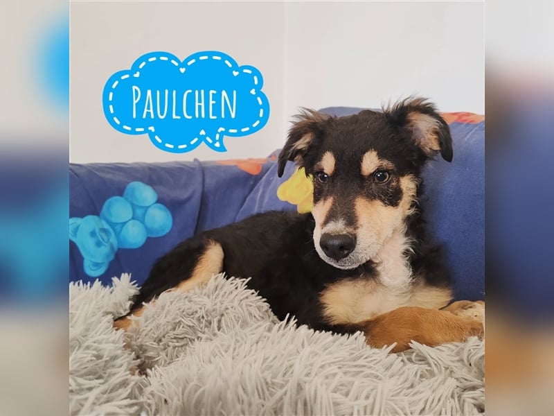 Paulchen ein ängstlicher Schatz