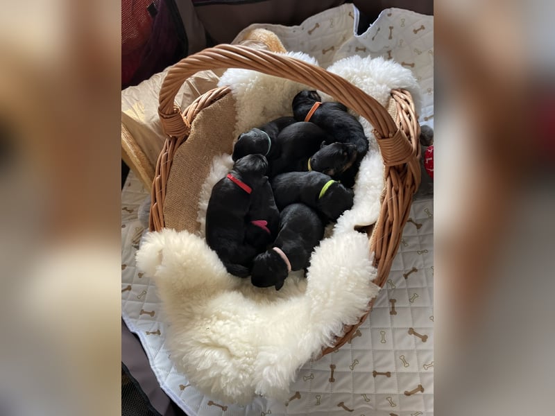 Hovawart Welpen von Doberow C-Wurf