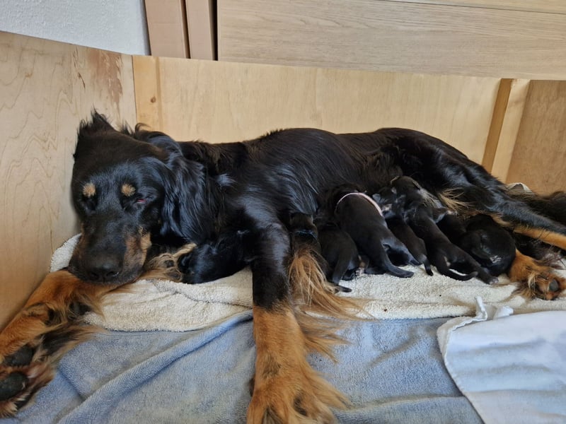 Hovawarte vom Evenkamp - Sieben Rüden suchen ein liebevolles Zuhause!